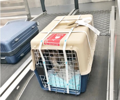 洛阳宠物托运 宠物托运公司 机场宠物托运 宠物空运